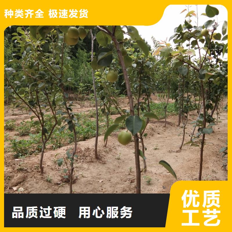 梨树蓝莓苗客户好评
