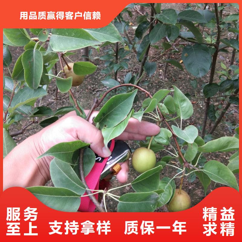 红梨树苗根系发达