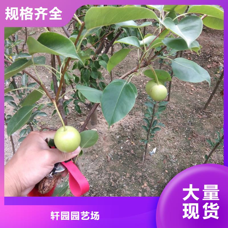 秋月梨树苗根系发达