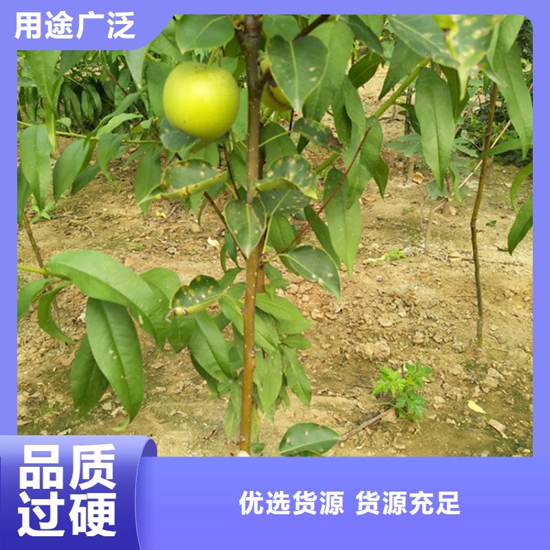 彩虹梨树苗规格