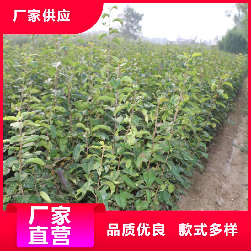 梨树苗种植管理技术