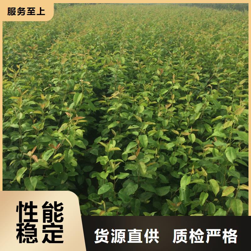 彩虹梨树苗规格