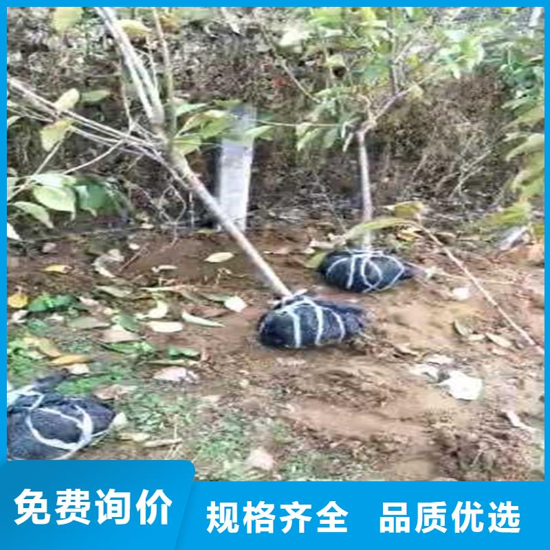 梨树蓝莓苗客户好评