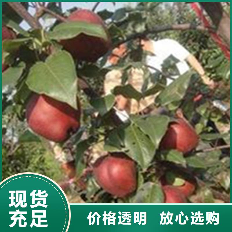 梨树蓝莓苗客户好评