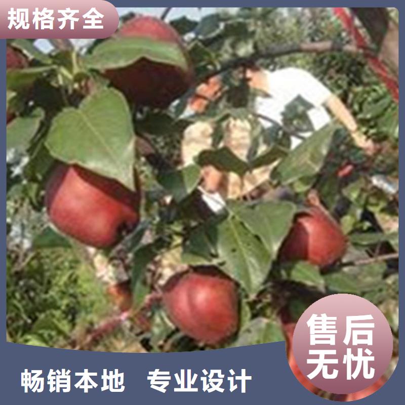 梨树蓝莓苗客户好评