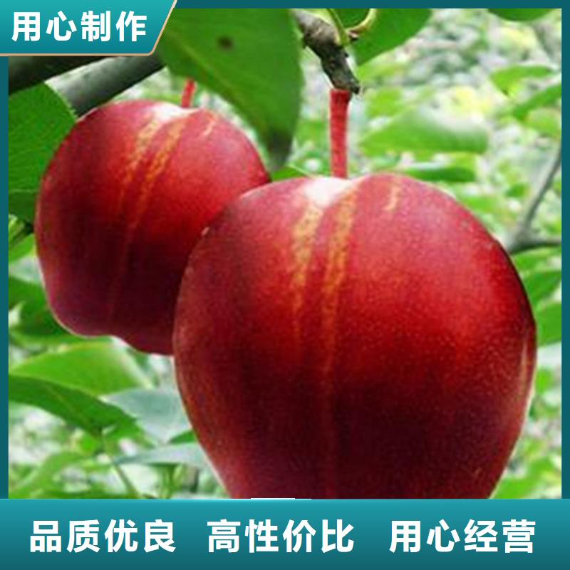 梨树蓝莓苗客户好评