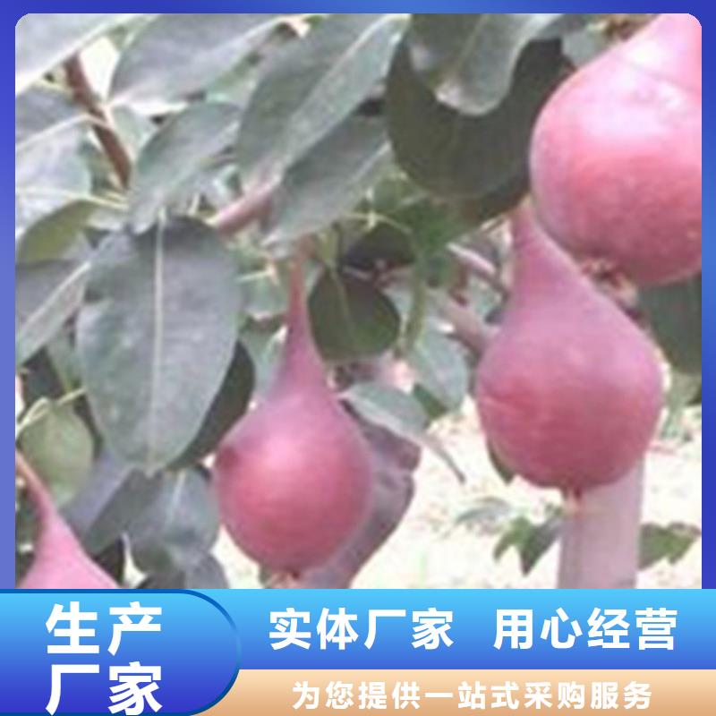 梨树蓝莓苗客户好评
