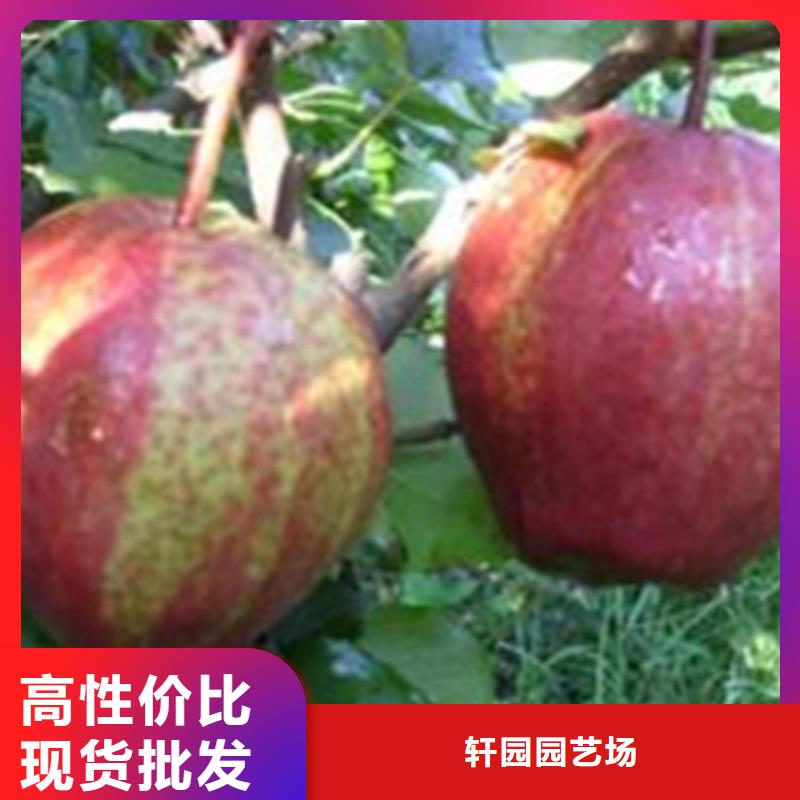 梨树蓝莓苗客户好评