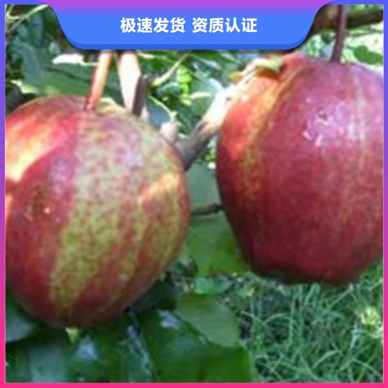 红梨树苗根系发达