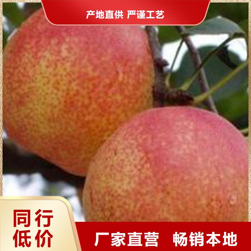 梨树蓝莓苗客户好评
