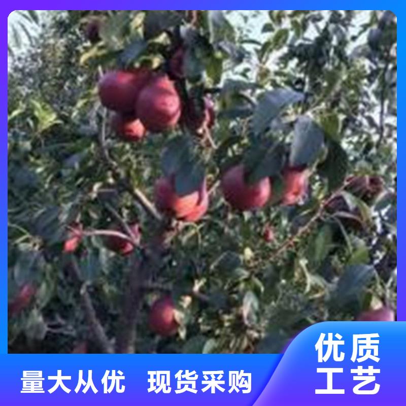 梨树蓝莓苗客户好评