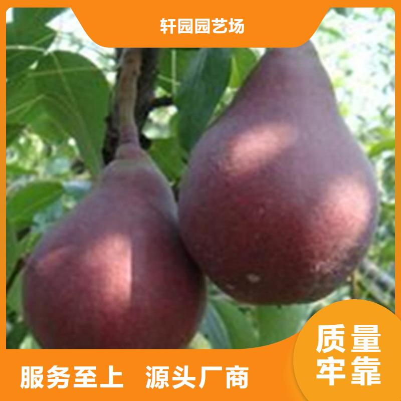 梨树蓝莓苗客户好评