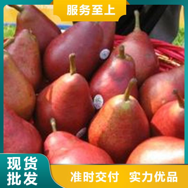梨树蓝莓苗客户好评