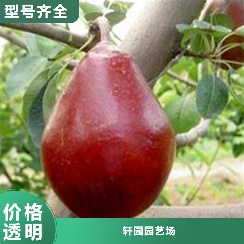 梨树蓝莓苗客户好评