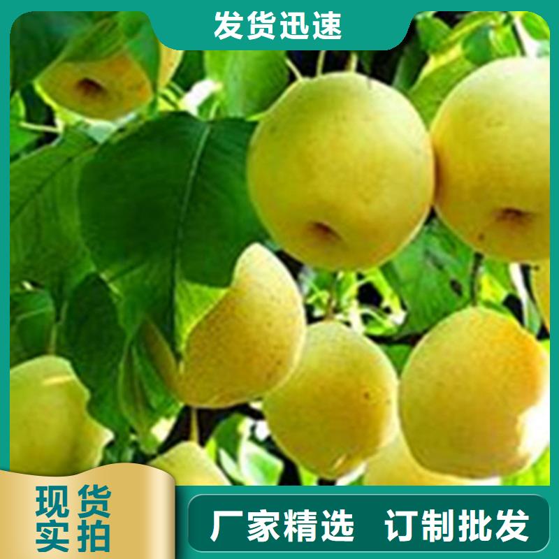 梨树蓝莓苗客户好评