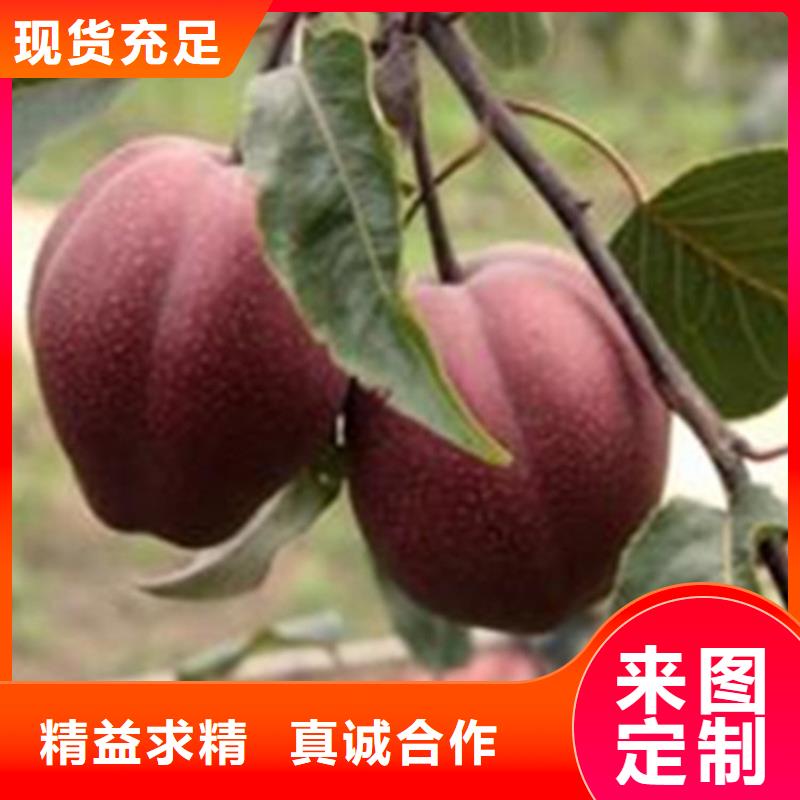 梨树蓝莓苗客户好评