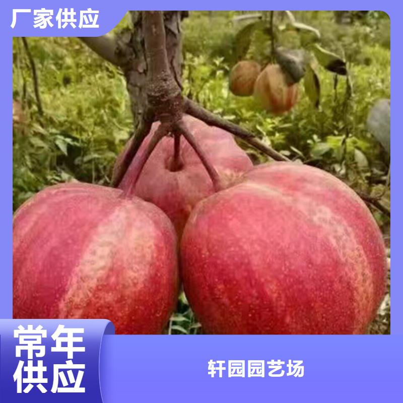 梨树蓝莓苗客户好评