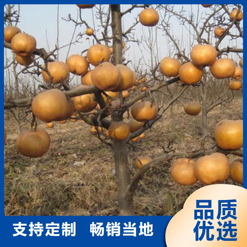 梨树蓝莓苗客户好评