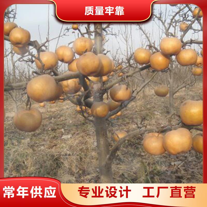 新品种梨树苗大棚种植/轩园园艺场