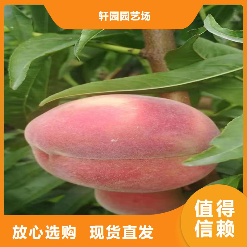 油桃苗基地直销