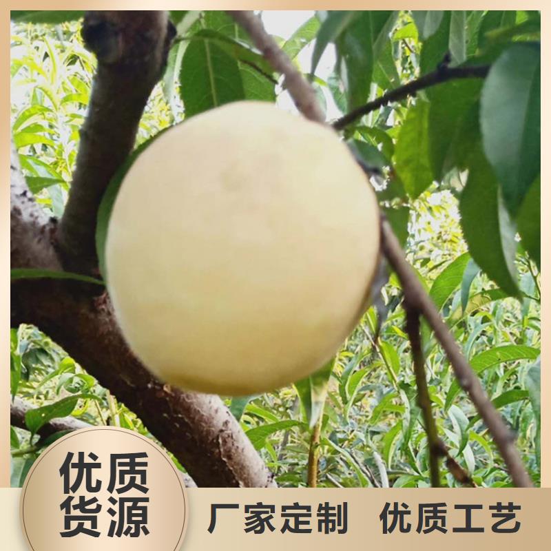 油桃苗基地直销