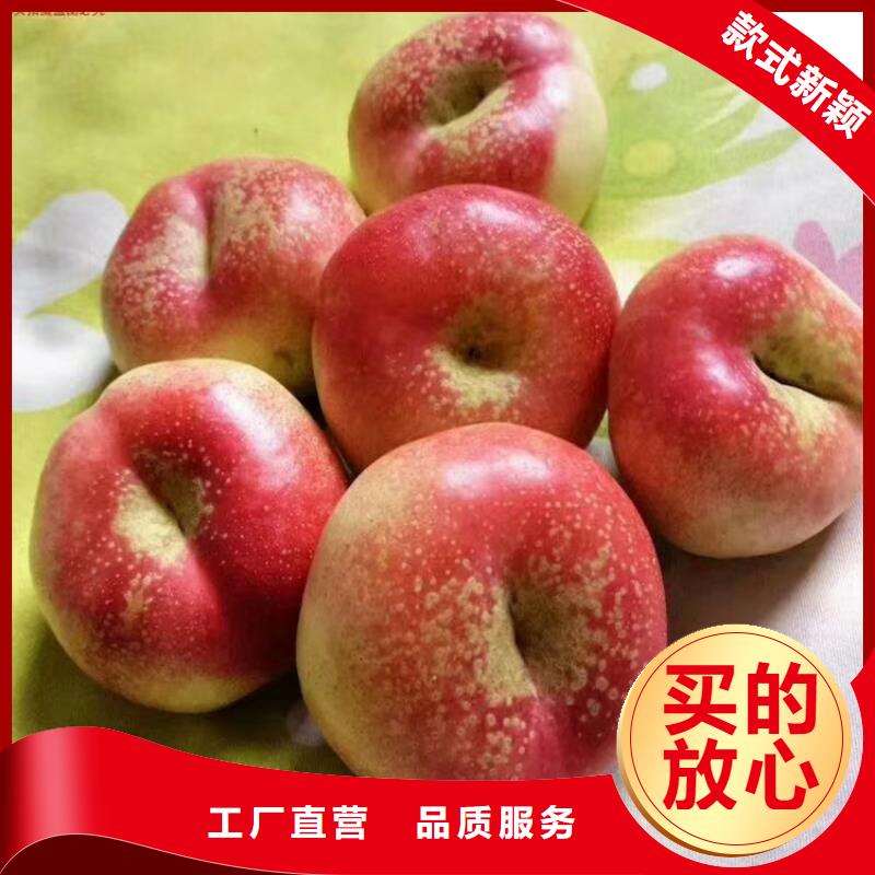 桃桃树苗品质优选
