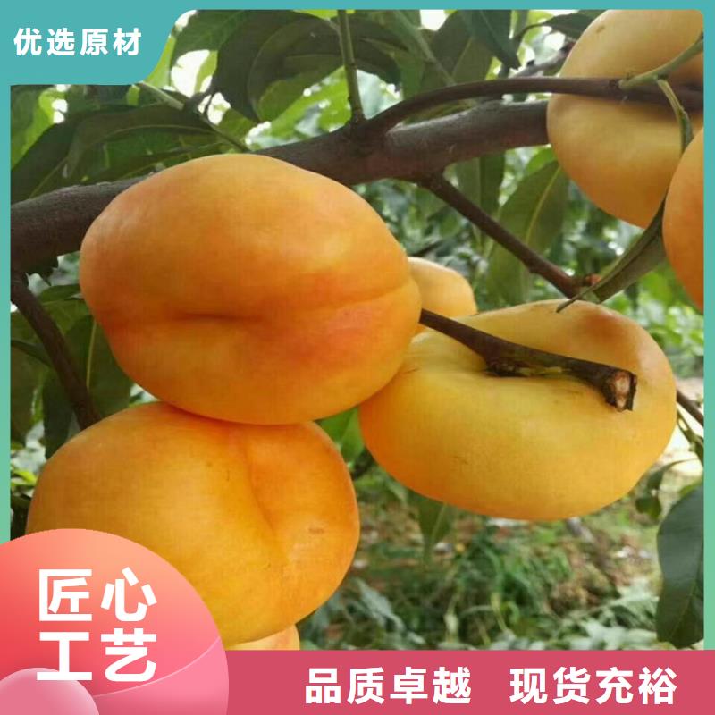 桃桃树苗品质优选