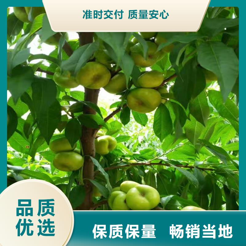 桃桃树苗品质优选