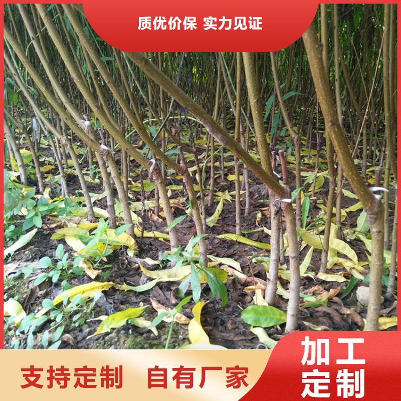 油桃苗基地直销