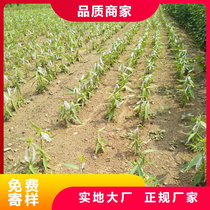 油桃苗基地直销