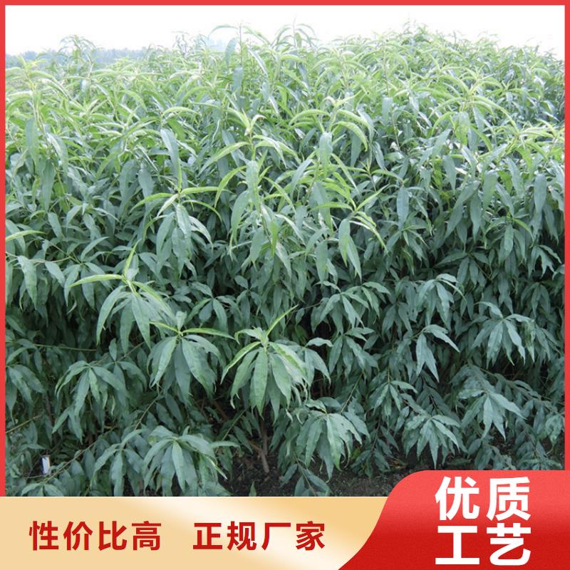 油桃苗基地直销