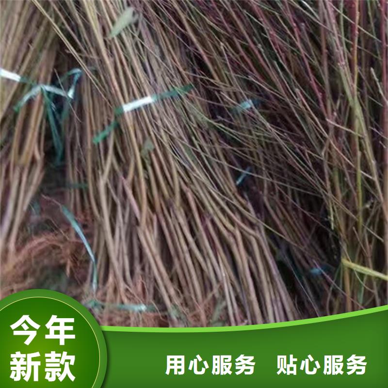桃桃树苗品质优选