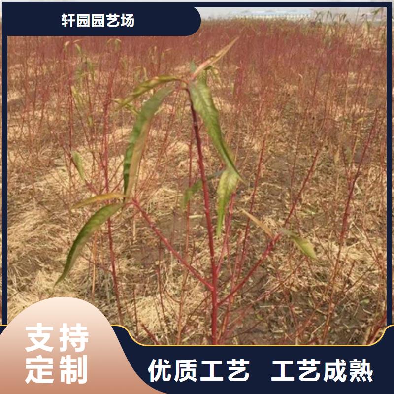 桃桃树苗品质优选