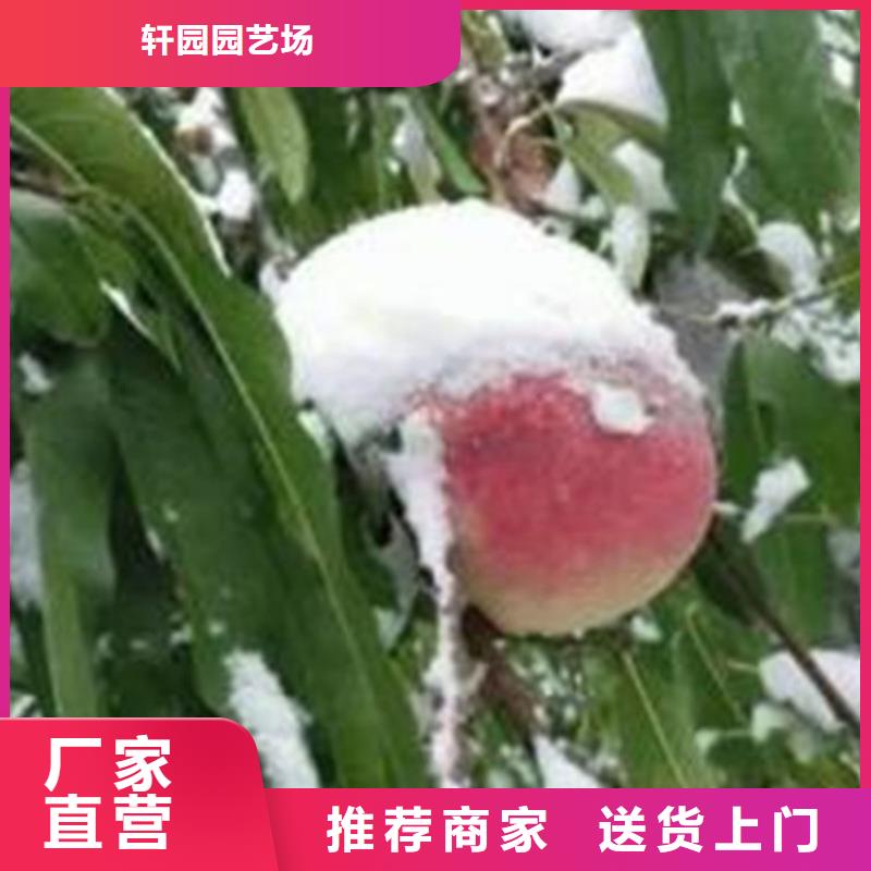 桃桃树苗品质优选