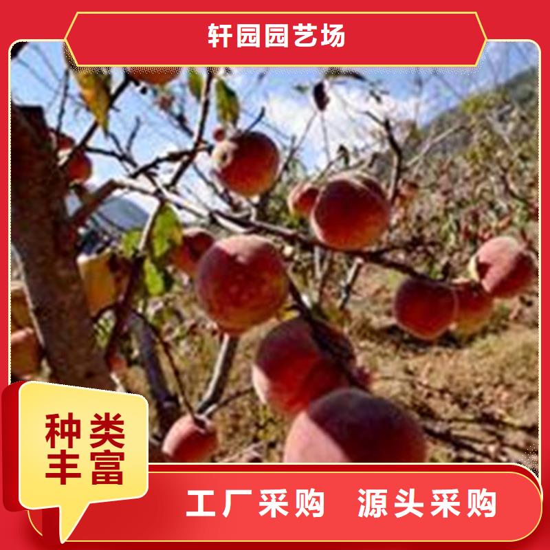 桃桃树苗品质优选