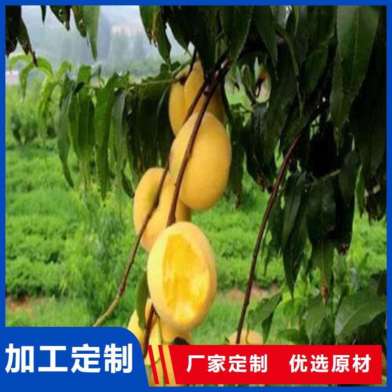 桃桃树苗品质优选