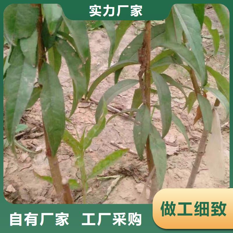 桃桃树苗品质优选