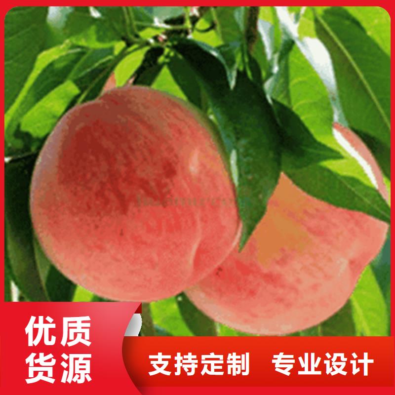 桃桃树苗品质优选