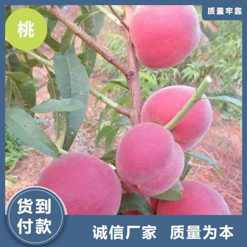 桃桃树苗品质优选