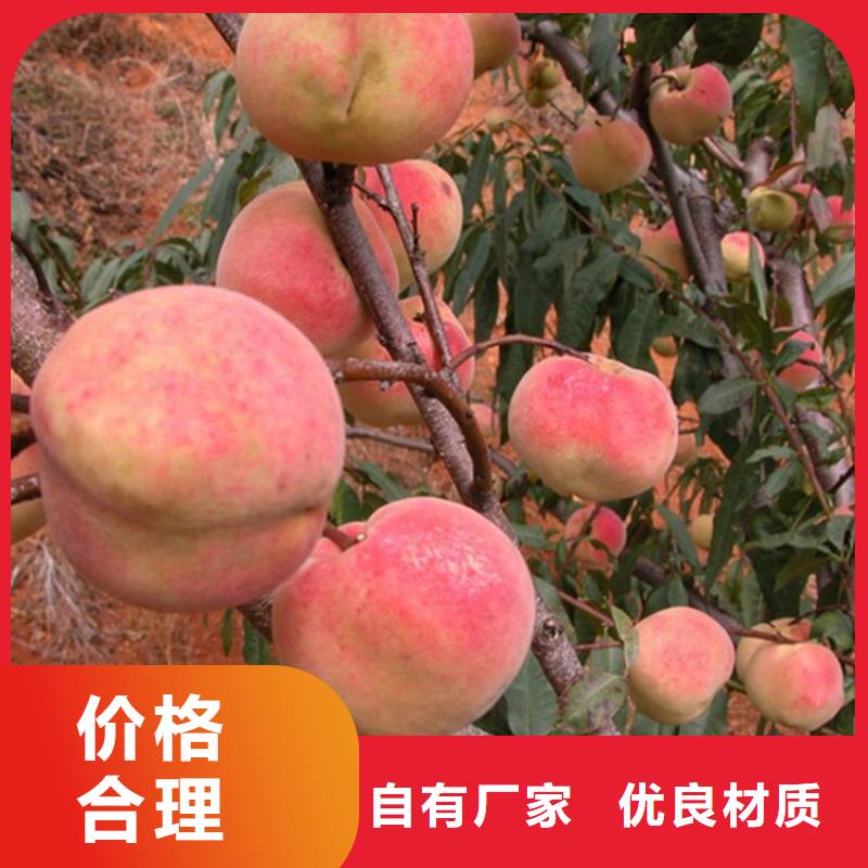 桃桃树苗品质优选