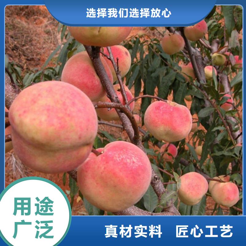 桃杏树苗质量无忧