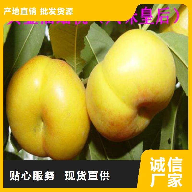 桃桃树苗品质优选
