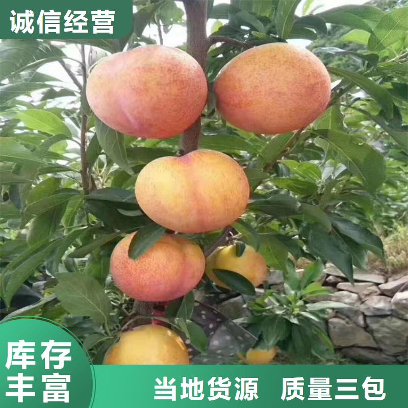 李子【樱桃苗】保障