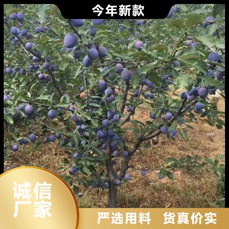 李子北美冬青放心购