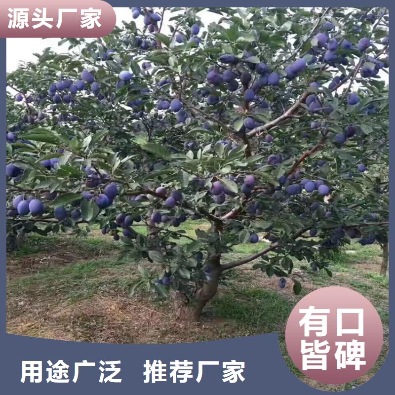 恐龙蛋李子苗当年结果树
