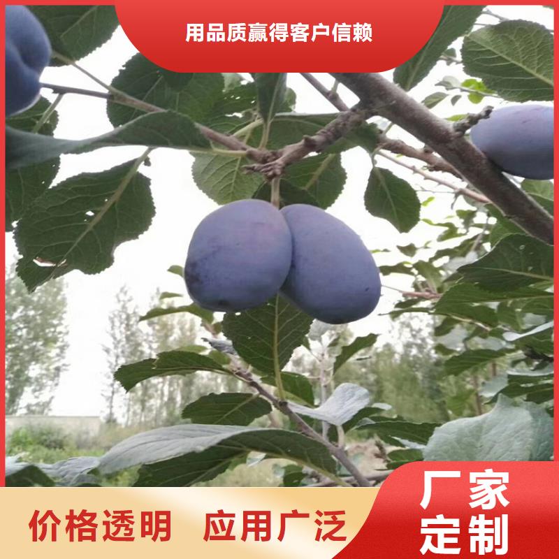 恐龙蛋李子苗当年结果树