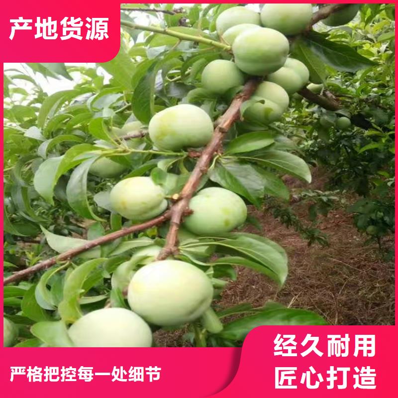 李子北美冬青放心购
