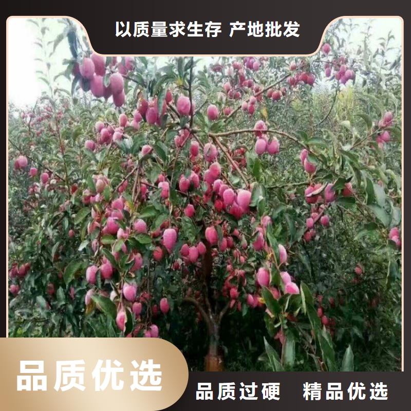 李子樱桃苗一手货源