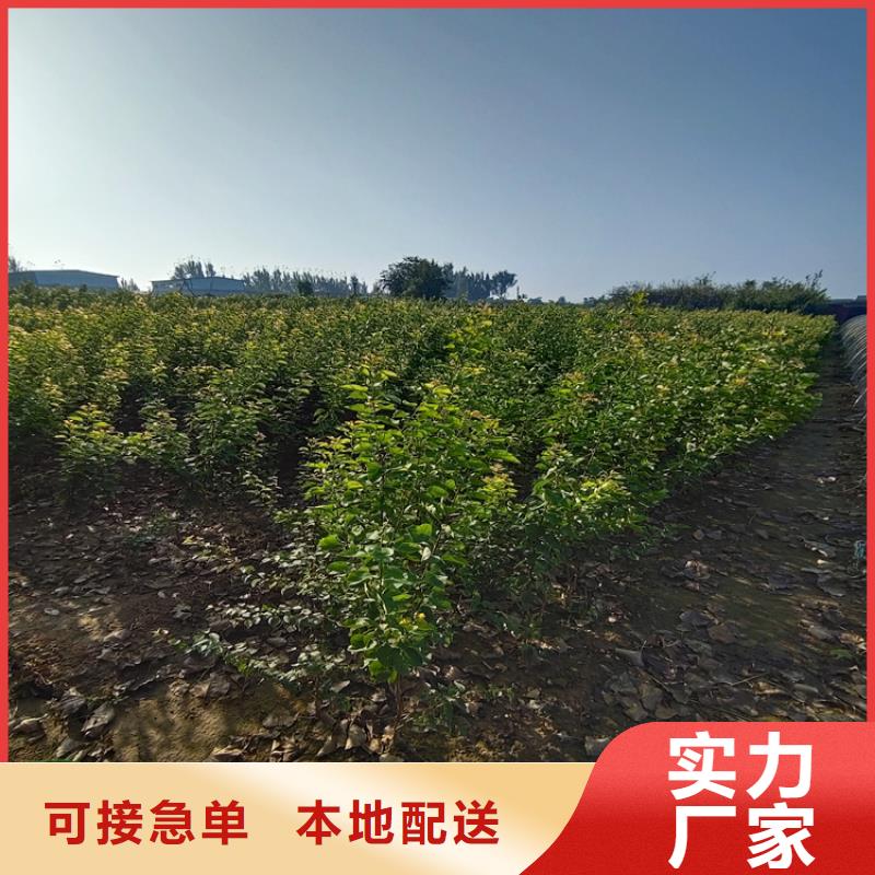 李子樱桃苗一手货源