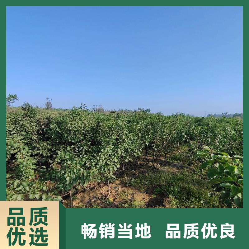 李子无花果苗专业生产N年